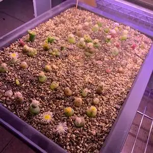 送5颗毛汉尼母本,带种夹的,包邮,参与抽奖就可以,以后每涨5