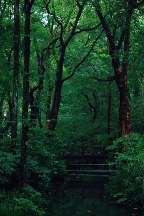 森林|摄影|风光摄影|z77157973 - 原创作品 - 站酷 (zcool)