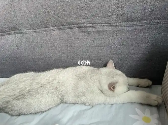 对于卢皮皮来说,最幸福的事就是晒着太阳睡觉#我家宠物好可爱  #吸猫