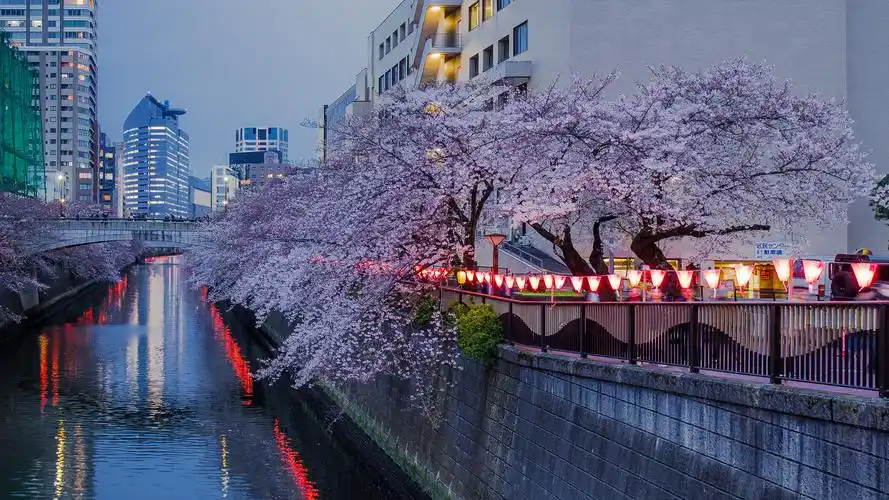 樱花季之东京篇 | 十里樱花十里春