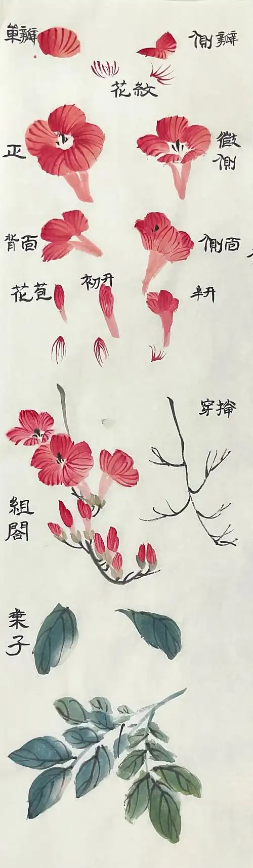 国画花鸟系列凌霄花的画法第14课天花摇曳百花垂