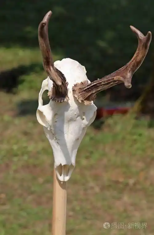 有角的动物头骨