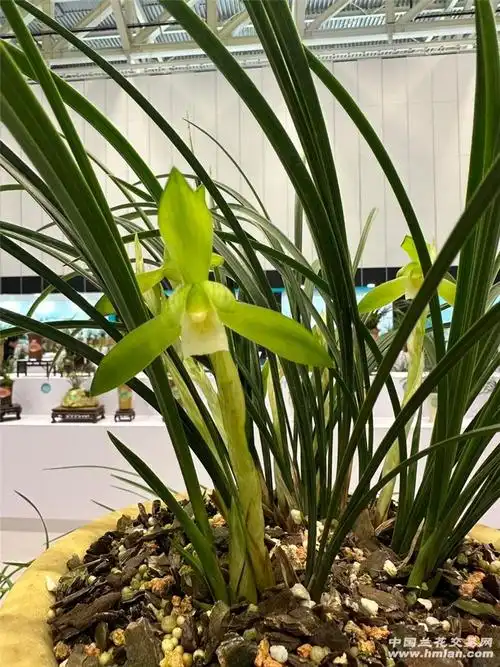 逛一逛全国春兰展-兰花新闻-兰花交易网论坛