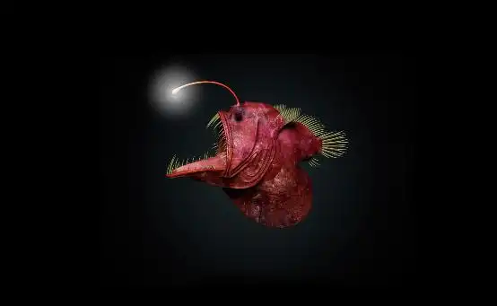 哈蟆鱼,海哈蟆,琵琶鱼等又叫灯笼鱼,一般生活在热带和亚热带深海水域