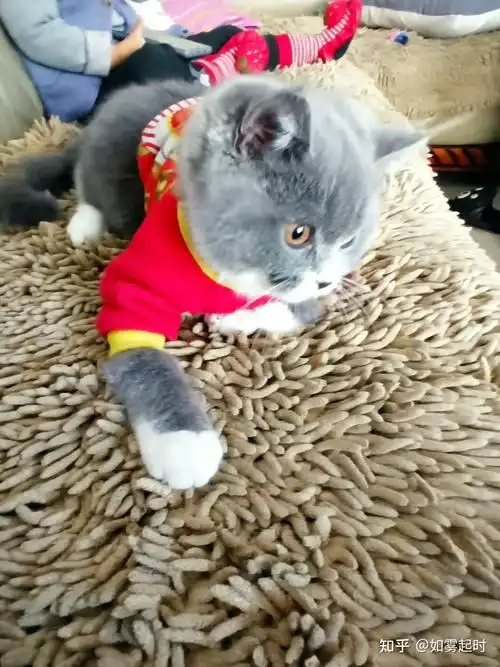 看看我家的阿兹猫