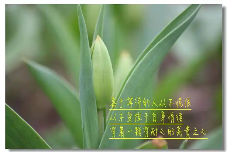 【平平淡淡摄影图片】重庆生态摄影_太平洋电脑网摄影部落