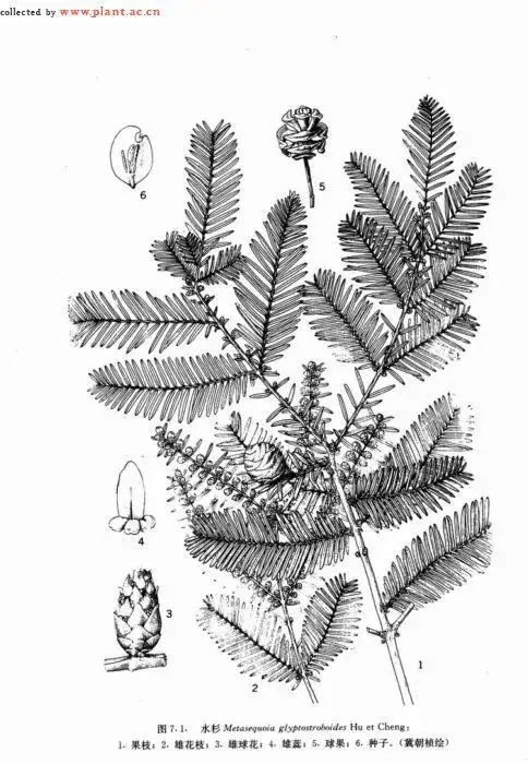 水杉是什么植物