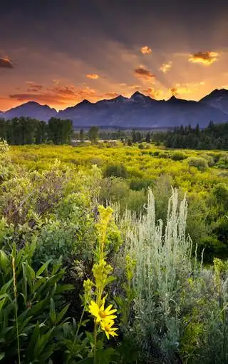 花卉植物高清美景壁纸