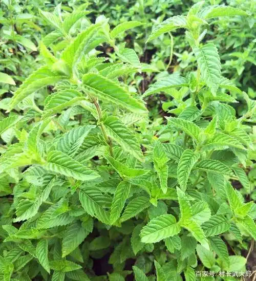 儿时这种"凉粉草",比冰粉好吃,比奶茶解渴,现在却很少人知道