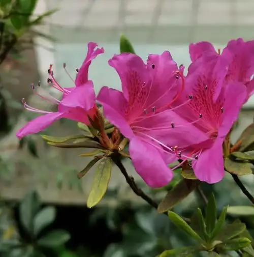 是双子叶植物纲,杜鹃花科,杜鹃属的常绿灌木,落叶灌木.