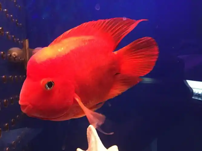 财神鱼(硬骨鱼纲慈鲷科动物)_摘编百科