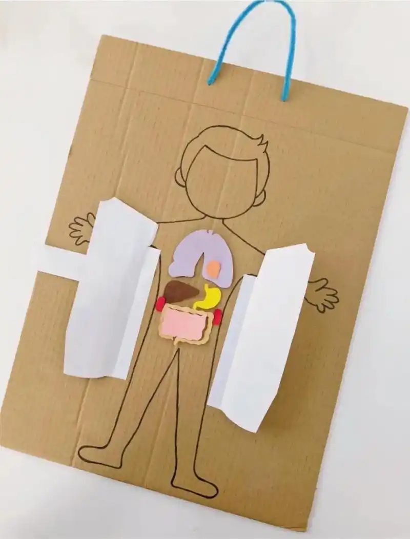 科普类环保手工教程丨自制人体器官启蒙玩具 98 用闲置的纸箱自制