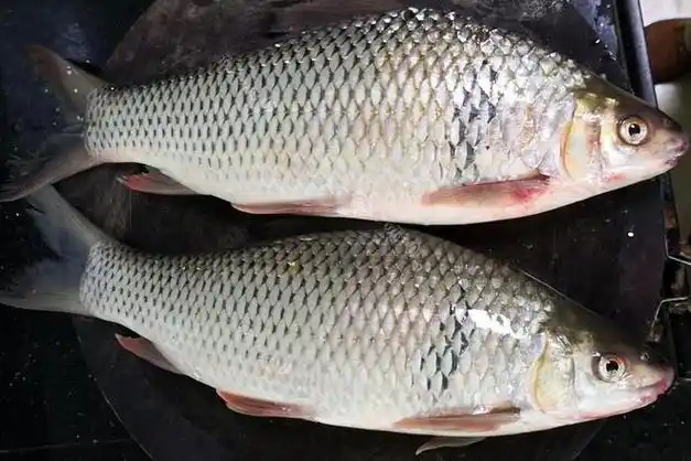 夏季钓土鲮用什么鱼饵夏季钓土鲮鱼的4个要点