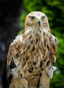 扭脖子帝王鹰照片