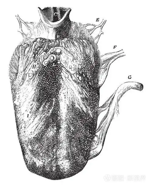 这个插图代表的舌头显示三种乳突, 复古线画或雕刻插图