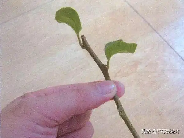 扦插三角梅这些细节很关键2种垃圾扔盆里长势猛花旺