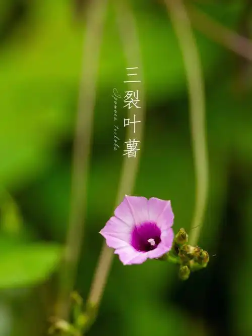 三裂叶薯红花野牵牛写生集