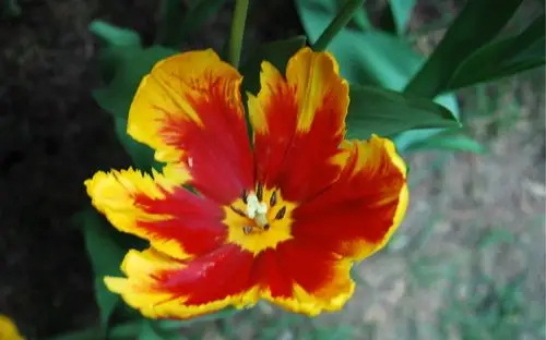 红黄相间的郁金香.