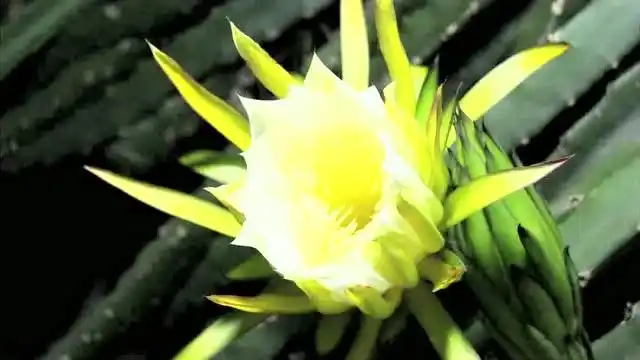 火龙果霸王花开花瞬间