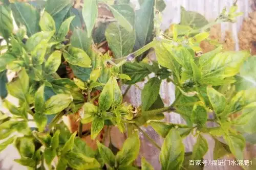 辣椒出现这几种情况就要补钙了