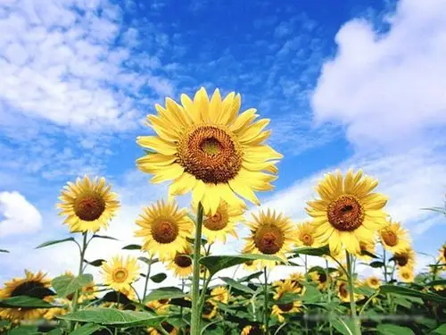 要想向日葵一样 永远面向太阳 迎接希望