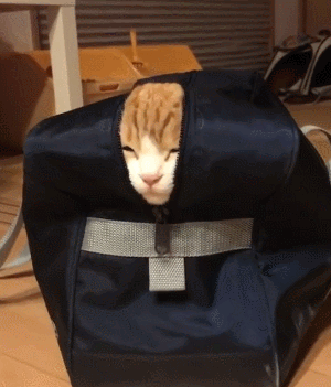 猫咪袋子拉锁桌子gif动图_动态图_表情包下载_soogif