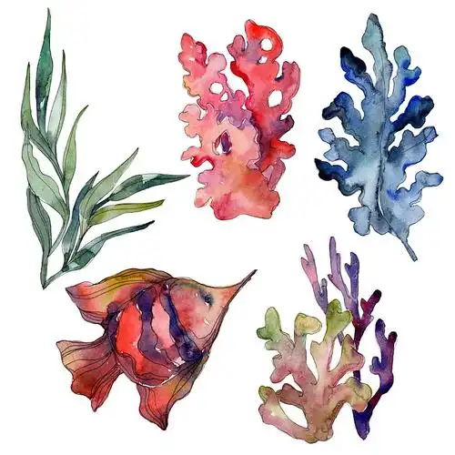 红色和蓝色水生水下自然珊瑚礁孤立元素.水彩背景插图集.图片下载