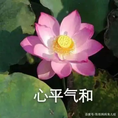 很多网友也忍不住看看自己母亲大人的朋友圈头像是什么样的