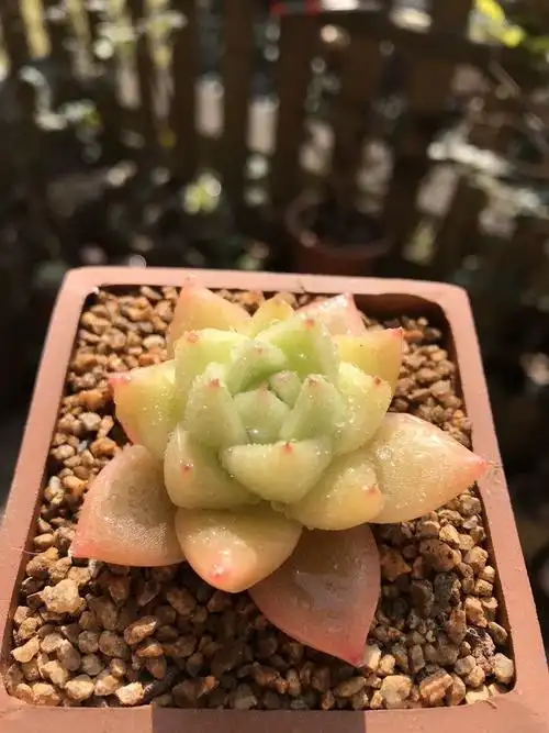 金色石英_石英_冬天去哪玩_多肉控_家居家装_家居装饰