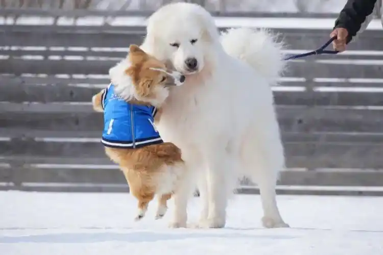 柯基和大白熊做朋友,这汪界最萌身高差也太可爱了!