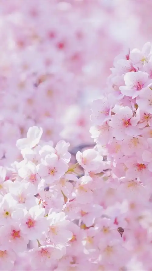 粉色系烂漫樱花