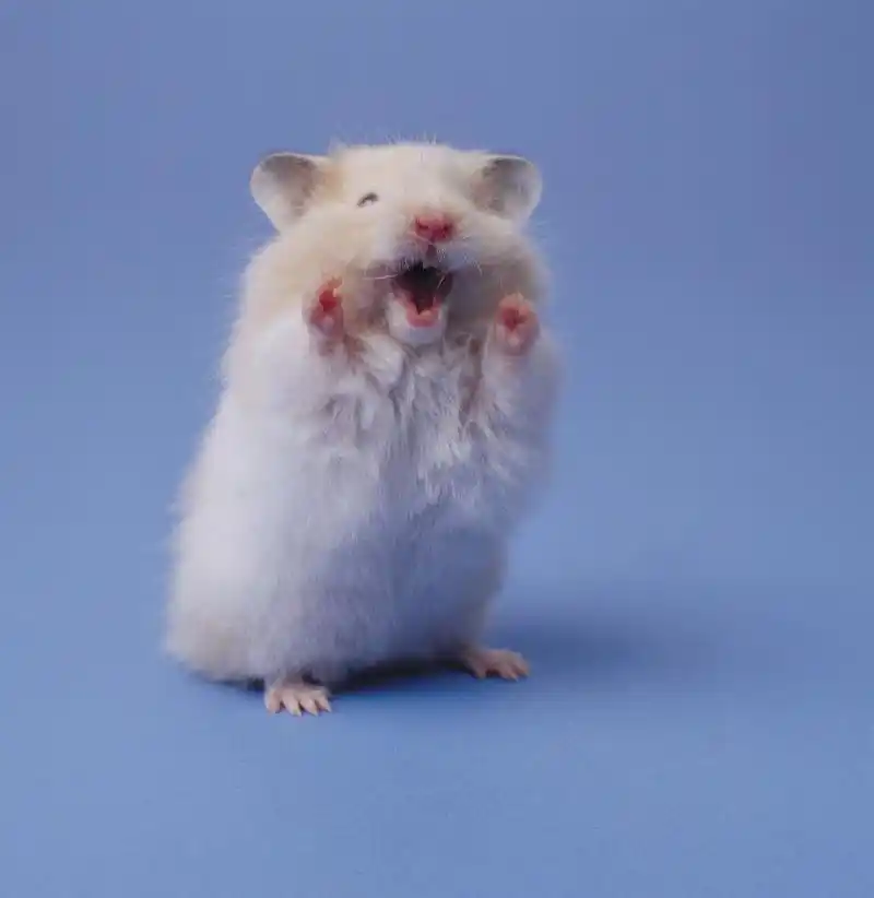 仓鼠有多可爱?萌化人不罢休的那种,据说女大学生和仓鼠更配