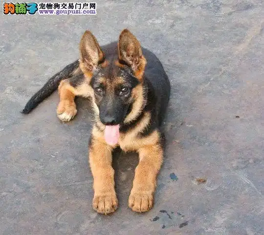 权威机构认证犬舍 专业培育狼狗幼犬可签订活体销售协议