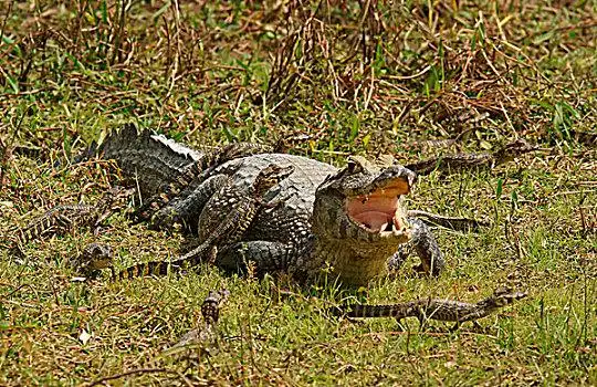 宽吻鳄,凯门鳄,女性,潘塔纳尔,巴西,南美