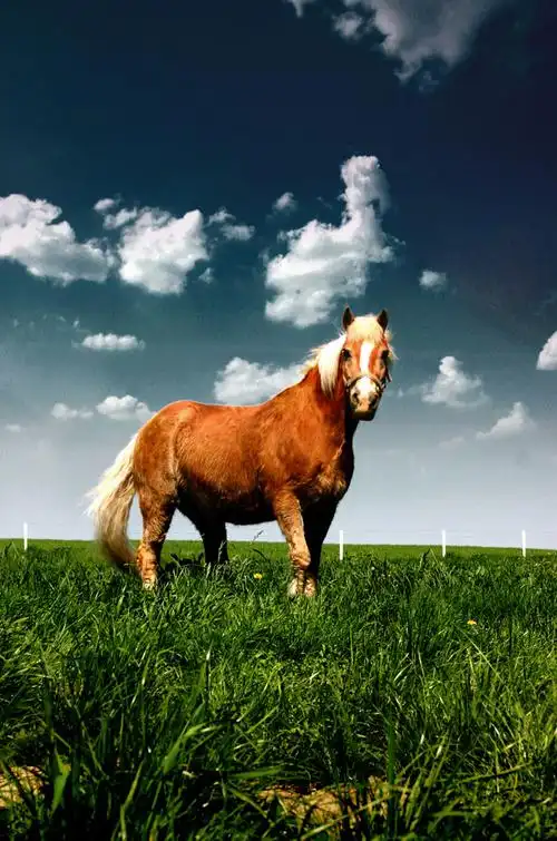 马,马匹,骏马,草原,草地,绿地,蓝天白云,自然风光,大自然,动物,摄影