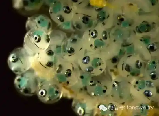 涨姿势,鱼卵,按此在新窗口浏览图片