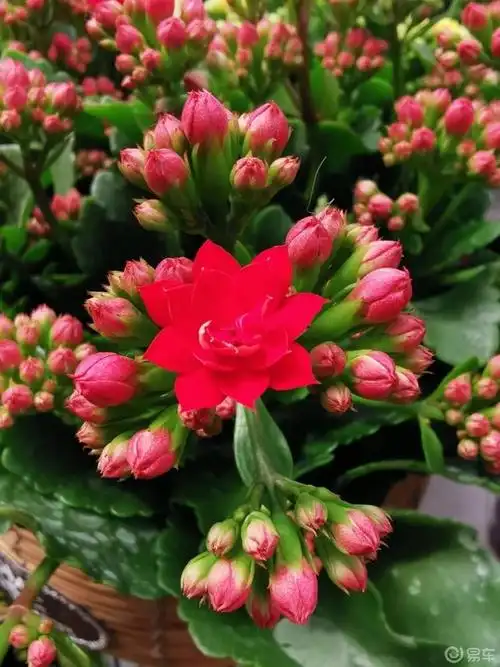 每日一帖长寿花祝友友们平安健康长寿喜乐