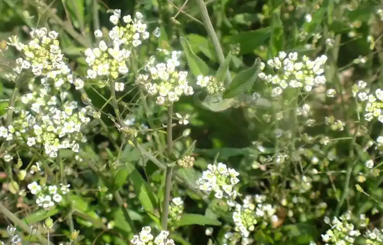 (原创)到沓子山采茵陈 - 明子 - 工人 明子 的博客