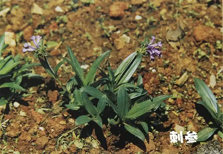 走进云南白药揭秘药用植物园