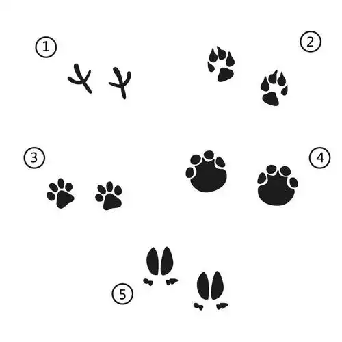 雪地上留下了一串串小脚印,你觉得哪对脚印更像梅花呢?