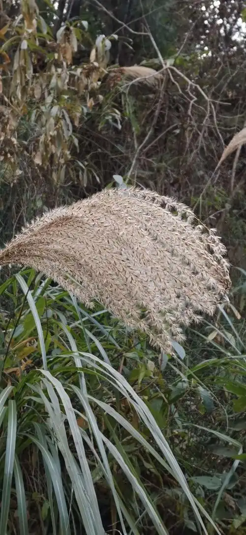 芦桥随拍花,草,竹,果树,巴毛花
