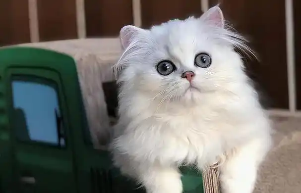 "金吉拉猫"有几种颜色?