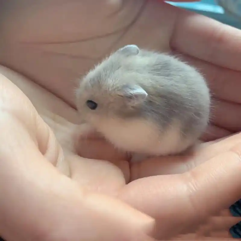盘点所有小仓鼠最可爱样子