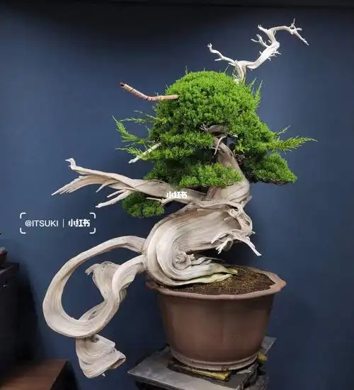 形态各异才可谓柏之魅力#盆景  #盆栽  #一树  #系鱼川真柏  #文玩