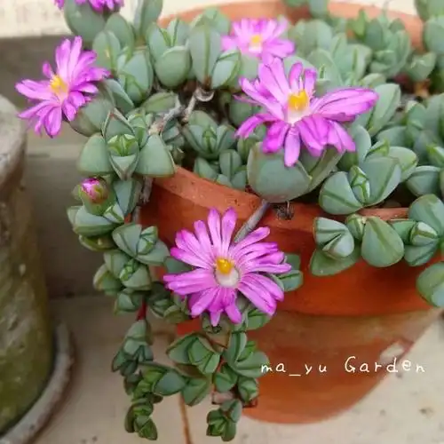 多肉开花惊艳了整个春天