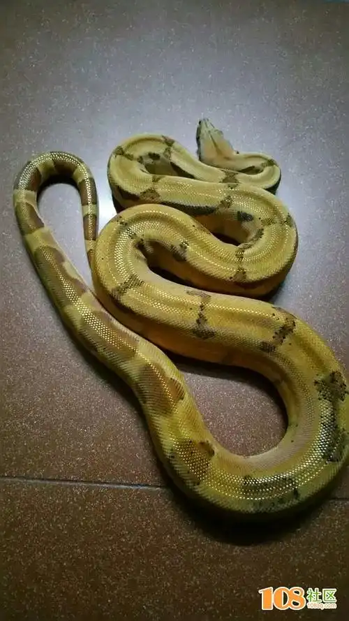 牛!两三条真蛇拿来给孩子当玩具,确定熊孩子不怕吗?_畅说丽水_丽水108