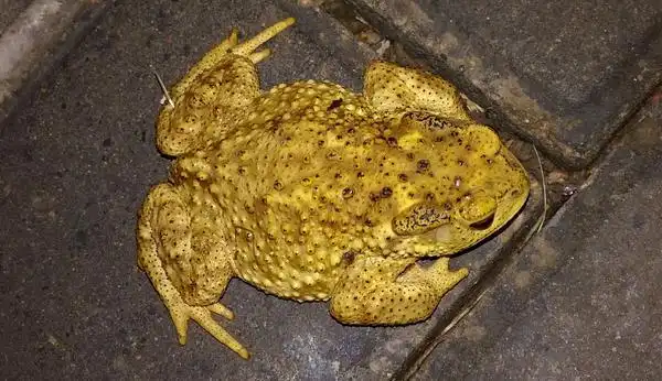 蟾蜍就是潜福,代表你家潜在着福气,预示着富贵发达,是个好兆头.