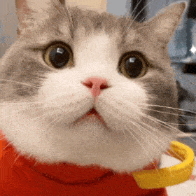 猫猫主人:乐乐的土豆猫子狗子表情包猫子狗子表情包猫子狗子表情包猫