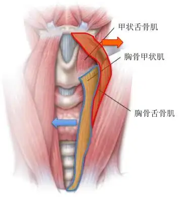 秦氏肌间入路 捅破一百多年甲状腺外科的"窗户纸"
