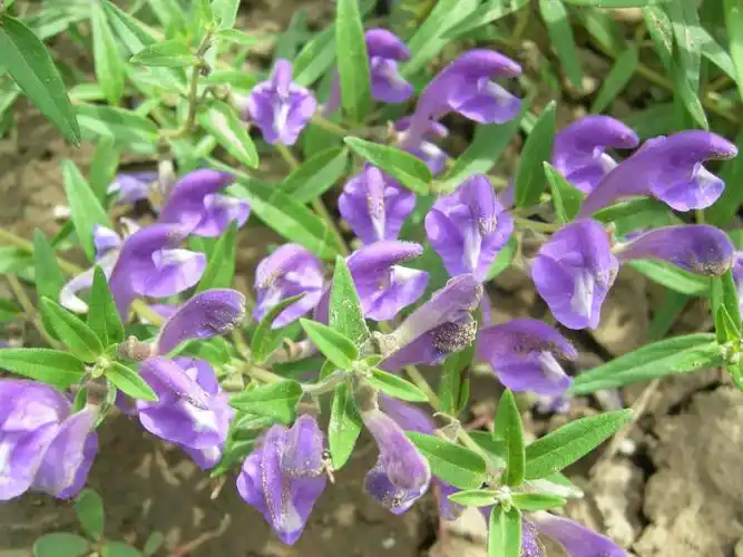 黄芩的药理作用(每日中药——黄芩) - 百思特网